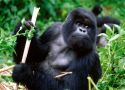 A Special Specie of Gorilla that can seeing in Old Oyo National Park 